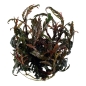 Preview: Hygrophila pinnatifida 1-2-Grow! In Vitro tropica Preview: Hygrophila pinnatifida 1-2-Grow! In Vitro tropica